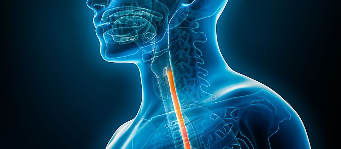 Esophagus or oesophagus 3D rendering illustration close-up with male body contours. Human anatomy, esophagitis, acid reflux, digestive system, medical, biology, science, medicine, healthcare concepts.